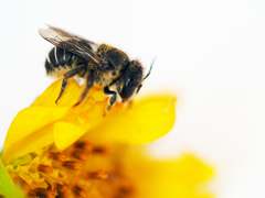 Pseudoanthidium repetitum