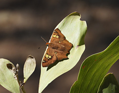 Netrocoryne repanda