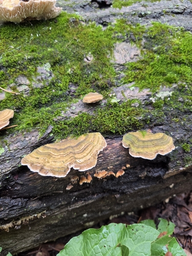 Gilled Polypore