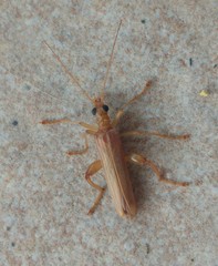 Oedemera flavicans