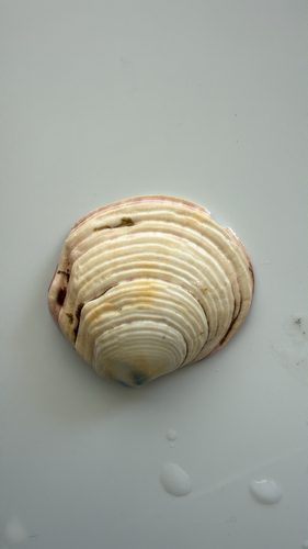 Semele decisa, 2026-10-16