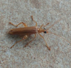 Oedemera flavicans