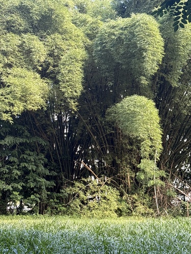 Bambusa vulgaris observed 2026-10-16