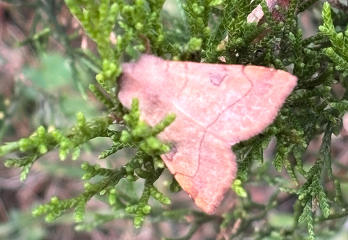 Bent-lined Dart photo 4