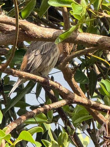 Haemorhous mexicanus observed 2026-10-16