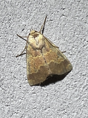 Barred Sallow