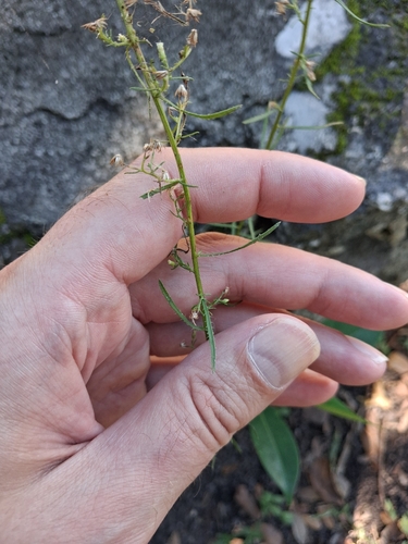 Horseweed, photographed near here