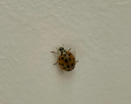 Asian Lady Beetle