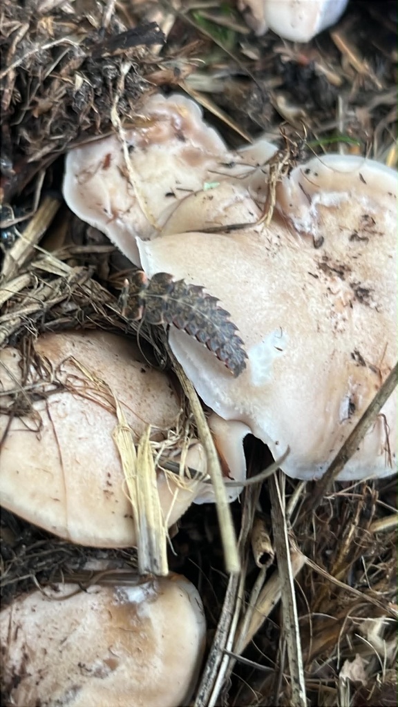 Where Have All the Insects Gone?