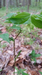 Prosartes lanuginosa