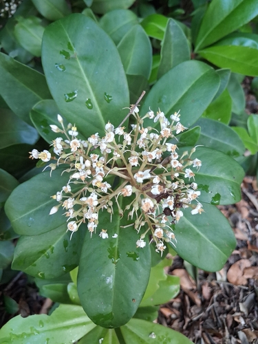 Marlberry