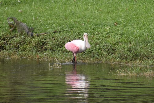 Roseate Spoonbill