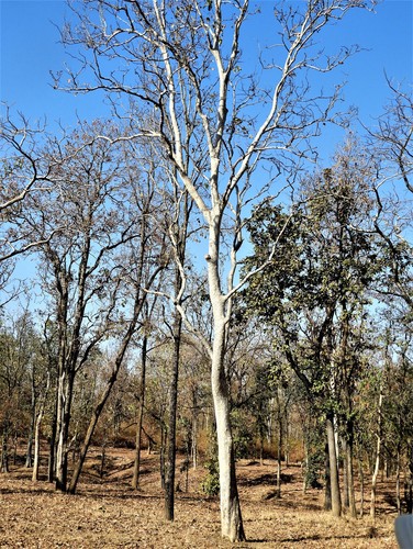 Dahman (Cordia macleodii) · iNaturalist