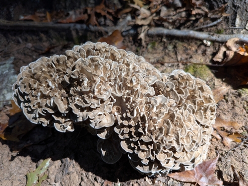 hen of the woods