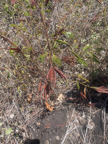 Desmanthus virgatus observed 2026-10-14