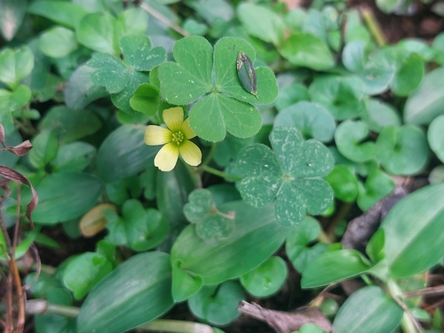 Creeping Woodsorrel