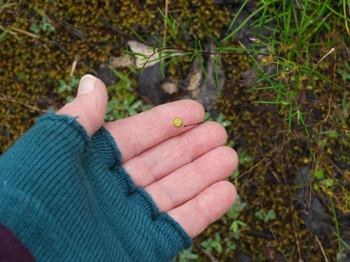Leptorhynchos tenuifolius observed 2026-09-21