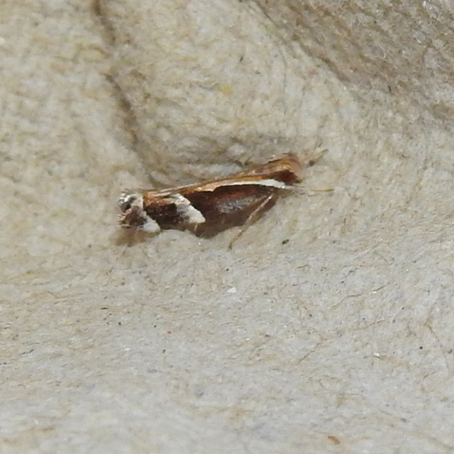 Helcystogramma lamprostoma