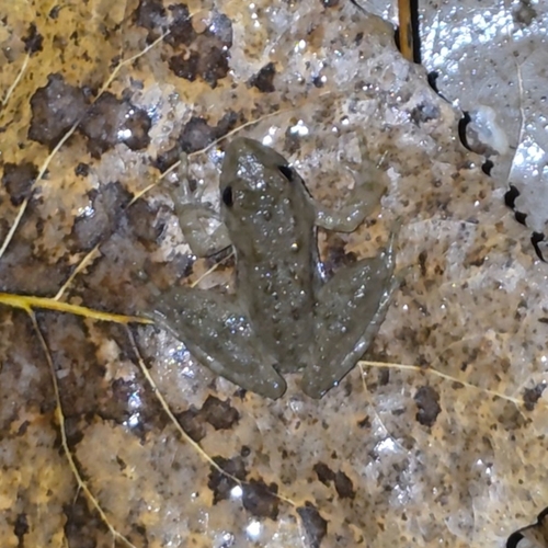 Blanchard's Cricket Frog