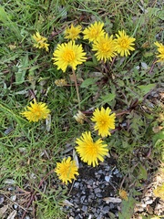 Taraxacum