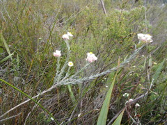 Achyranthemum paniculatum