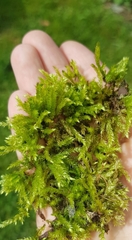 Brachythecium rutabulum