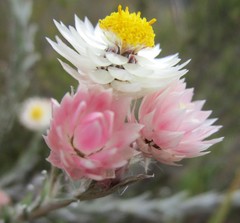 Achyranthemum paniculatum
