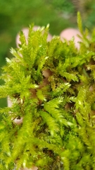 Brachythecium rutabulum