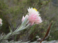 Achyranthemum paniculatum