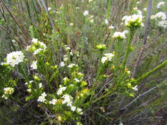 Lachnaea diosmoides