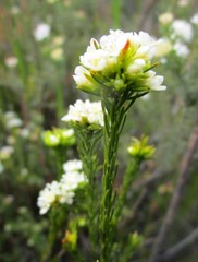 Lachnaea diosmoides
