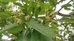 Terminalia arjuna