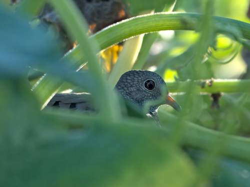 Common Ground Dove observed by bb70