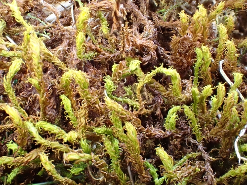 Geheebia gigantea observed 2026-05-02