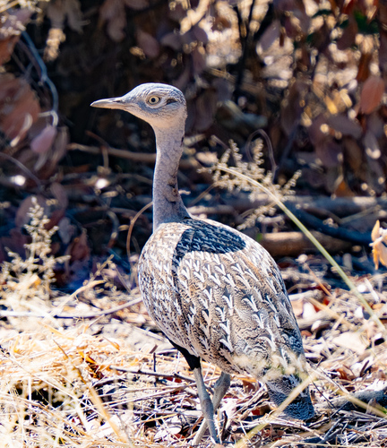 iNaturalist image