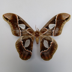 Rothschildia lebeau