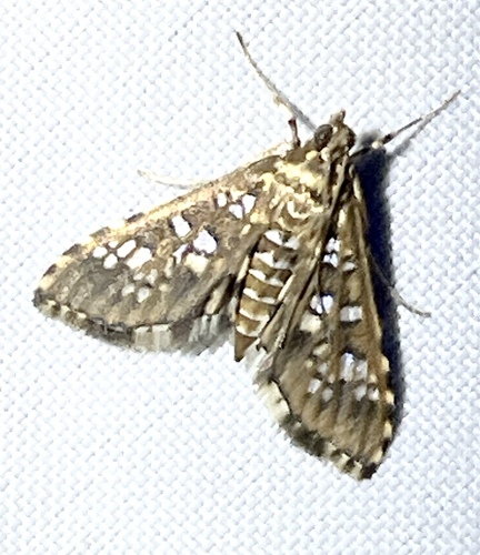 Stained-glass Moth