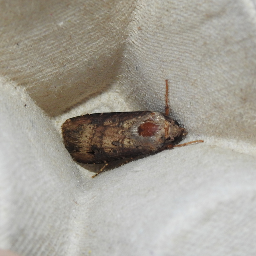 Ipsilon Dart Moth