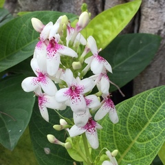 Pseuderanthemum maculatum
