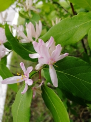 Lonicera