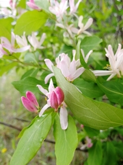 Lonicera