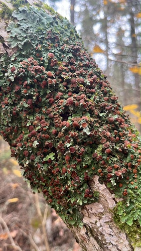 Smooth Lungwort