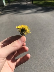 Taraxacum