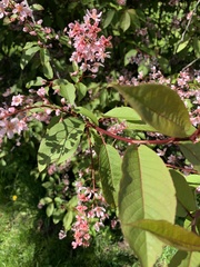Prunus