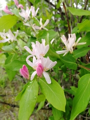 Lonicera