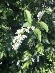 Prunus padus