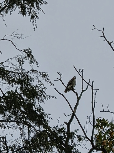 Red-tailed Hawk
