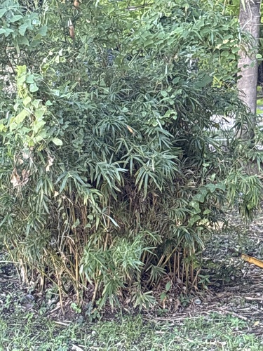 Bambusa vulgaris observed 2026-10-16