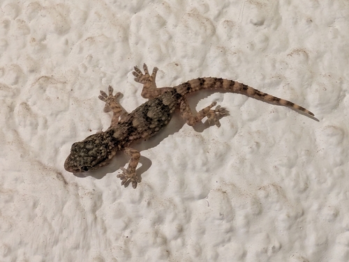 Moorish Gecko