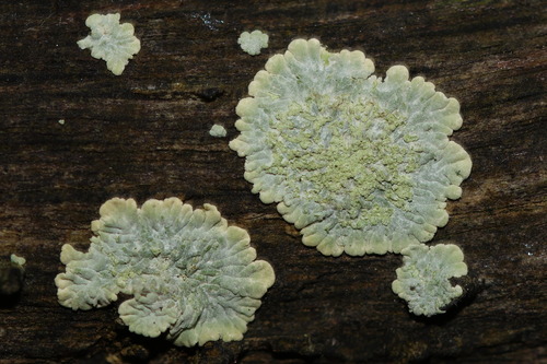 Diploicia canescens observed 2026-10-16